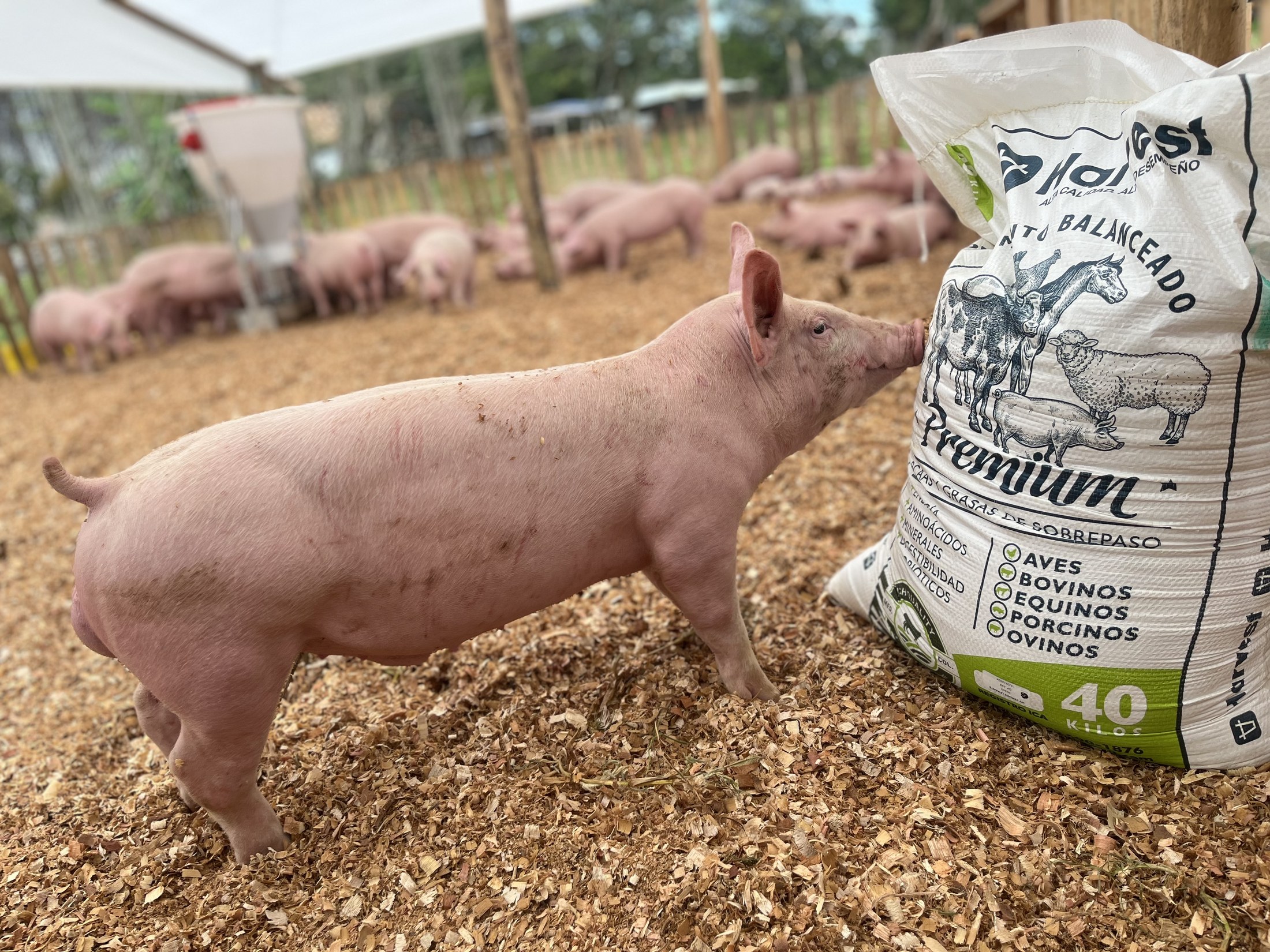 Cerdo en granja con bulto Harvest Feed