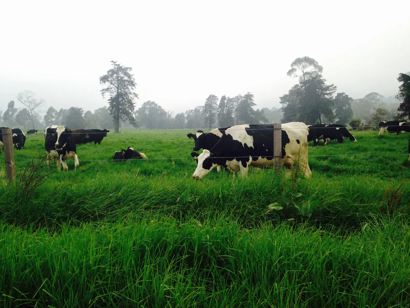Vacas Holstein pastoreando en una pradera de altura