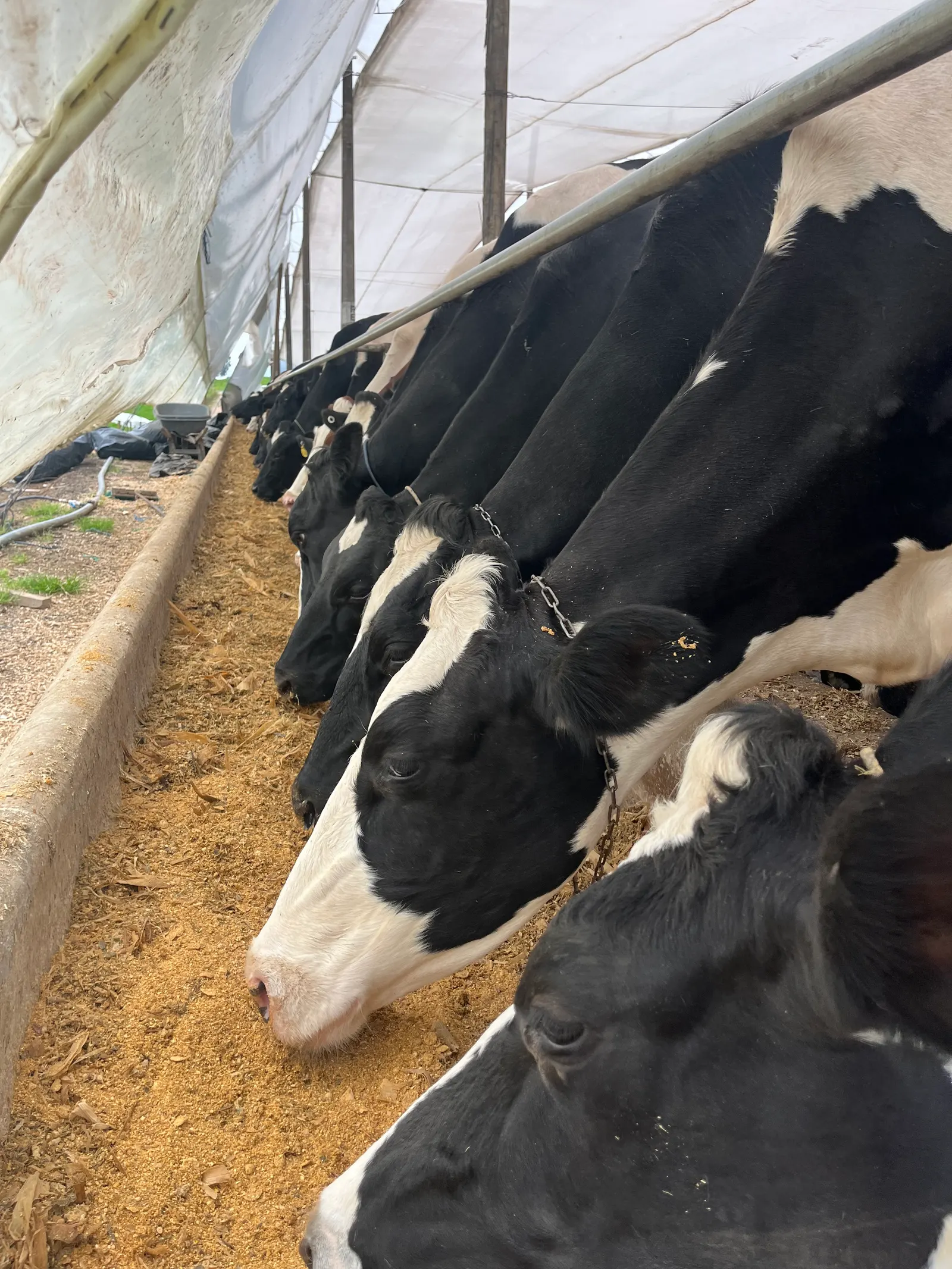 Vacas Holstein consumiendo alimento